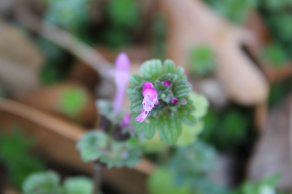 Henbit