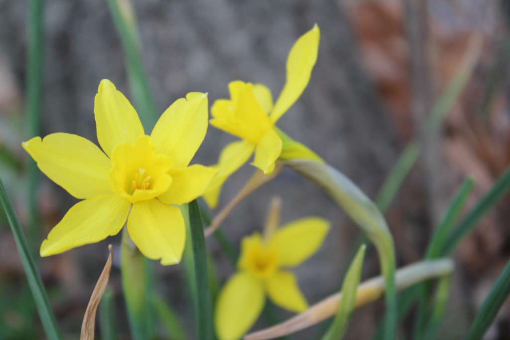 Daffodil