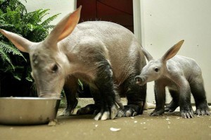 Aardvark. Image from Wikipedia: http://en.wikipedia.org/wiki/File:Aardvarks.jpg