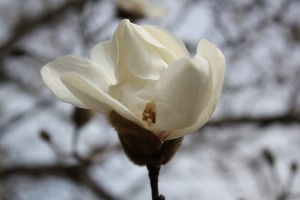 Some type of magnolia