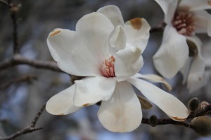 Charles Plumier named the genus Magnolia after Pierre Magnol, a French botanist