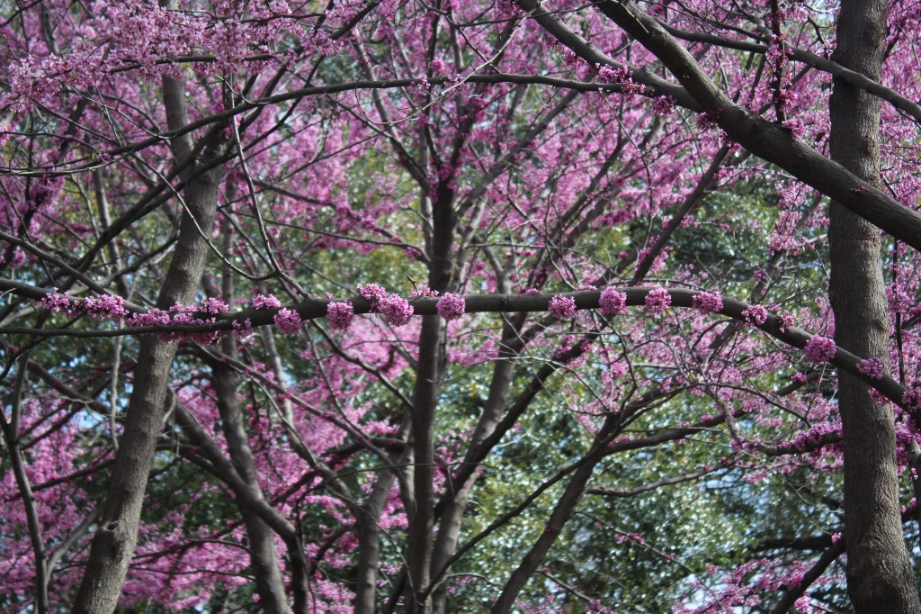 Redbud Tree