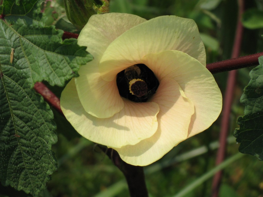 Okra blossom