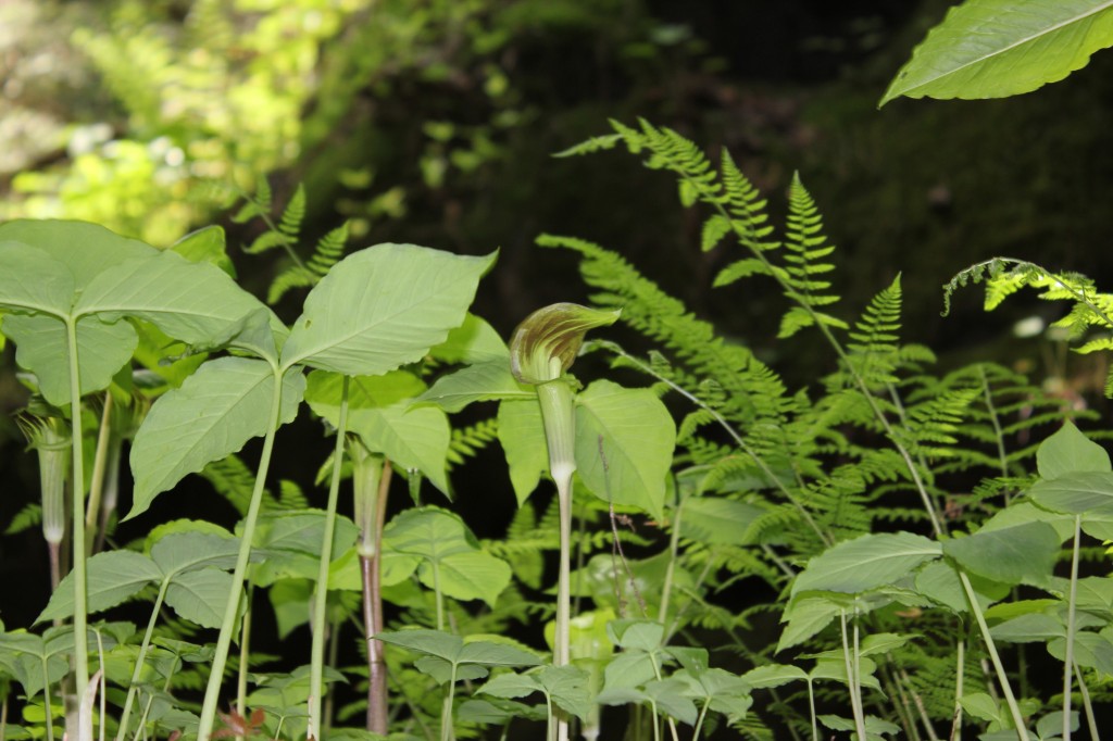 Jack-in-the-pulpit, Dismals Canyon, AL