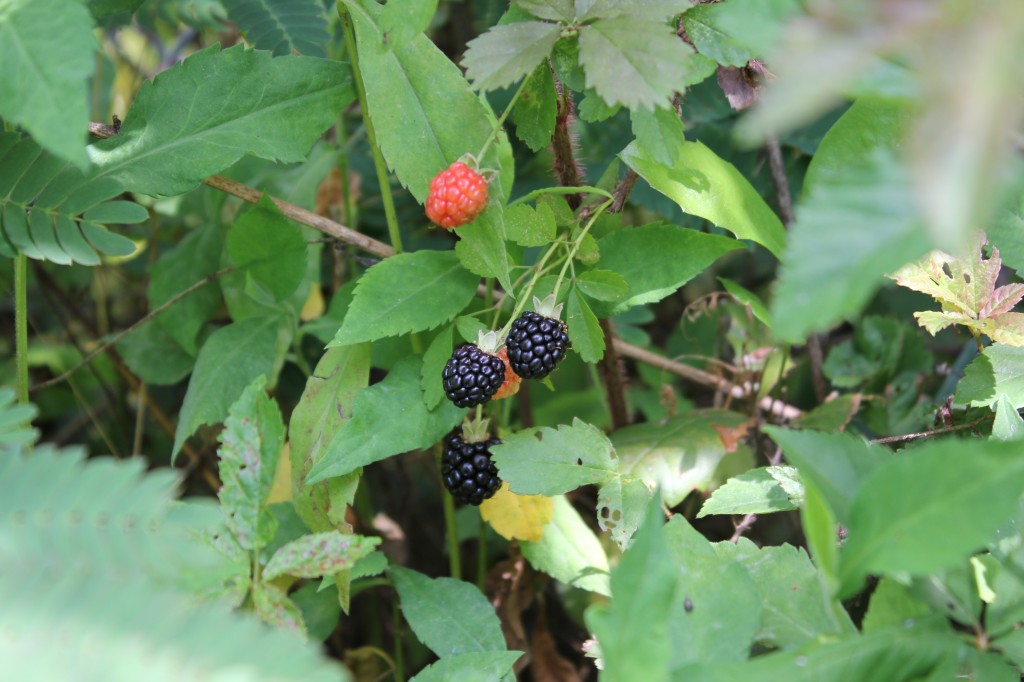 Blackberries